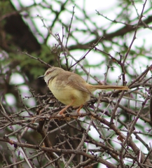 Prinia flavicans