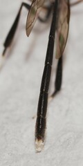 Evanioidea