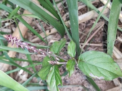 Achyranthes bidentata