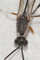 Evanioidea