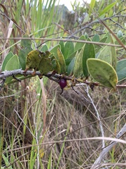 Macleania rupestris