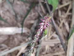 Achyranthes bidentata