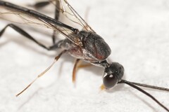 Evanioidea