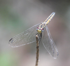 Trithemis furva