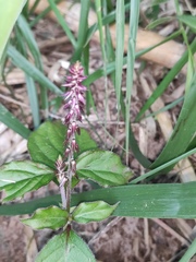 Achyranthes bidentata