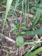 Achyranthes bidentata