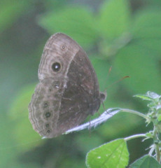 Bicyclus safitza