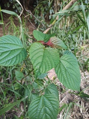 Discocleidion rufescens