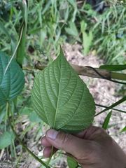 Discocleidion rufescens