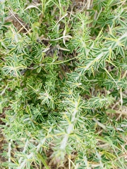 Indigofera circinnata