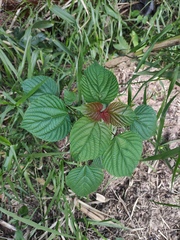 Discocleidion rufescens