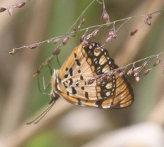 Byblia anvatara