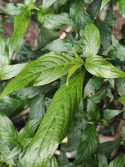 Strobilanthes dimorphotricha