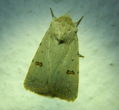 Caradrina kadenii