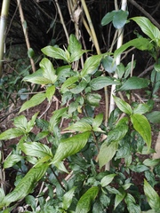 Strobilanthes dimorphotricha