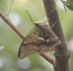 Charaxes candiope