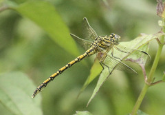 Ceratogomphus pictus