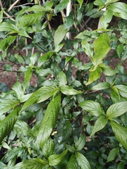 Strobilanthes dimorphotricha