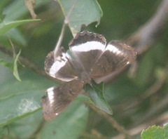 Eurytela hiarbas