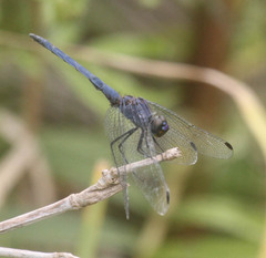 Trithemis furva