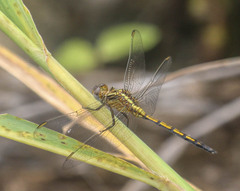 Orthetrum machadoi