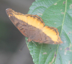 Eurytela dryope