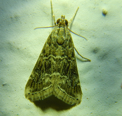 Hellula