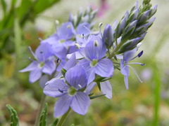 Veronica prostrata