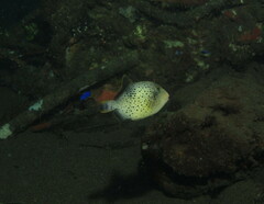 Pseudobalistes flavimarginatus