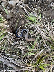 Plestiodon anthracinus