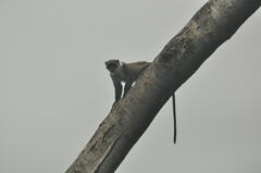 Cercopithecus mitis albotorquatus