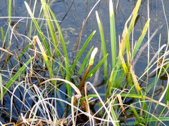 Crinum americanum