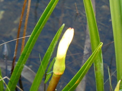 Crinum americanum