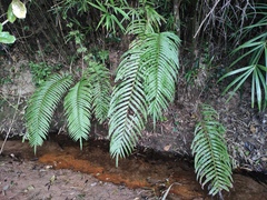 Blechnum orientale