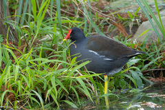 Gallinula chloropus chloropus