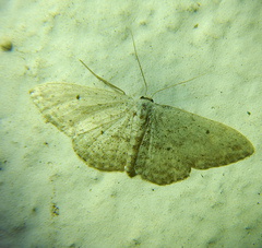 Idaea seriata
