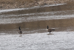 Branta canadensis