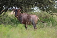 Damaliscus lunatus lunatus