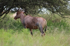 Damaliscus lunatus lunatus