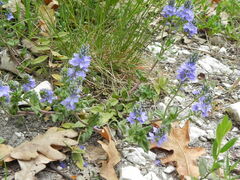 Veronica prostrata