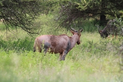 Damaliscus lunatus lunatus