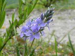 Veronica prostrata