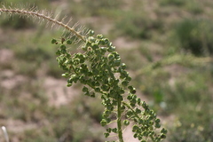 Drimia altissima
