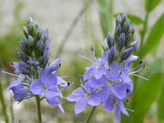 Veronica prostrata