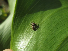 Opisthoncus polyphemus