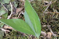 Corynocarpus laevigatus