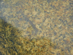 Trichomycterus corduvensis