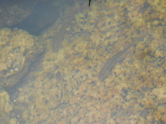 Trichomycterus corduvensis