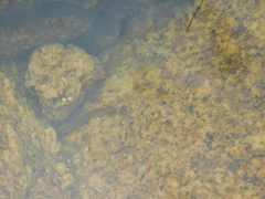 Trichomycterus corduvensis