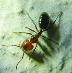 Camponotus lateralis